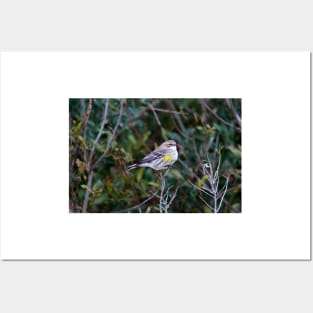 Yellow Rump Warbler Posters and Art